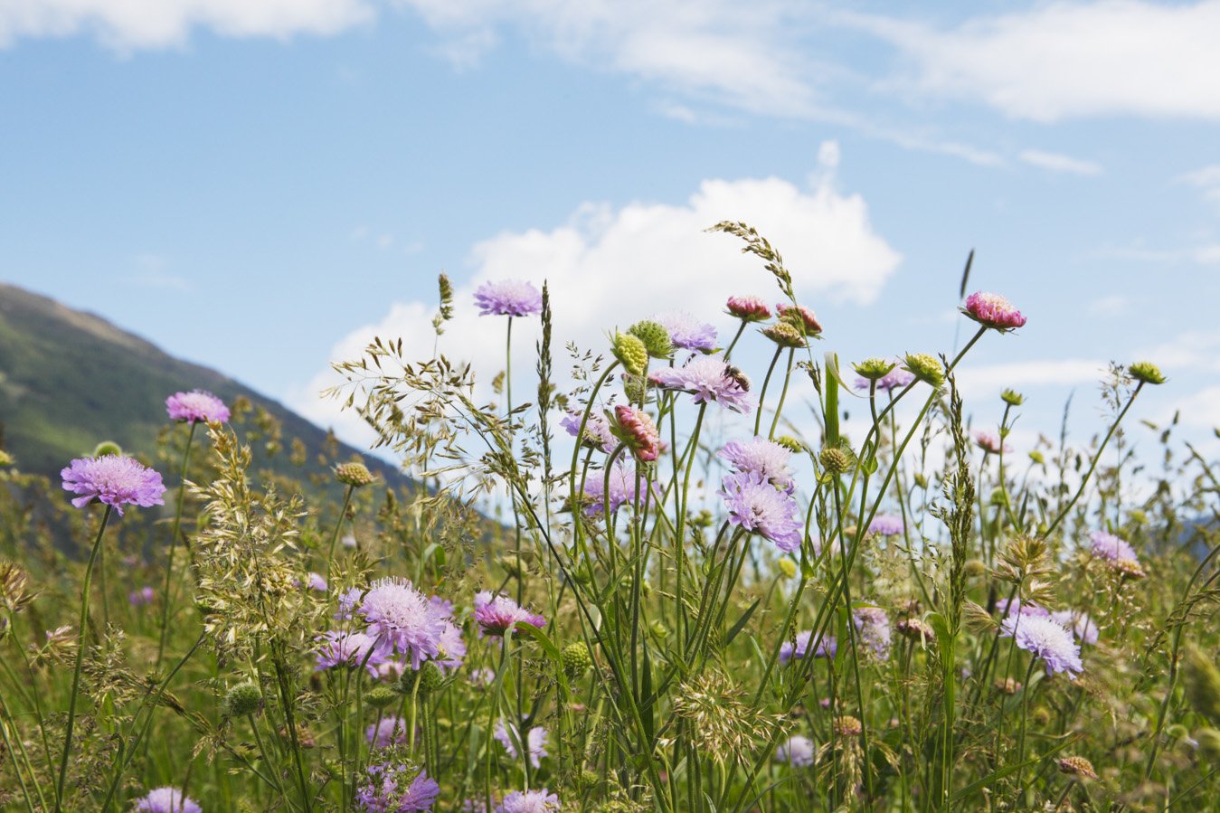 Bergwiesen in Südtirol