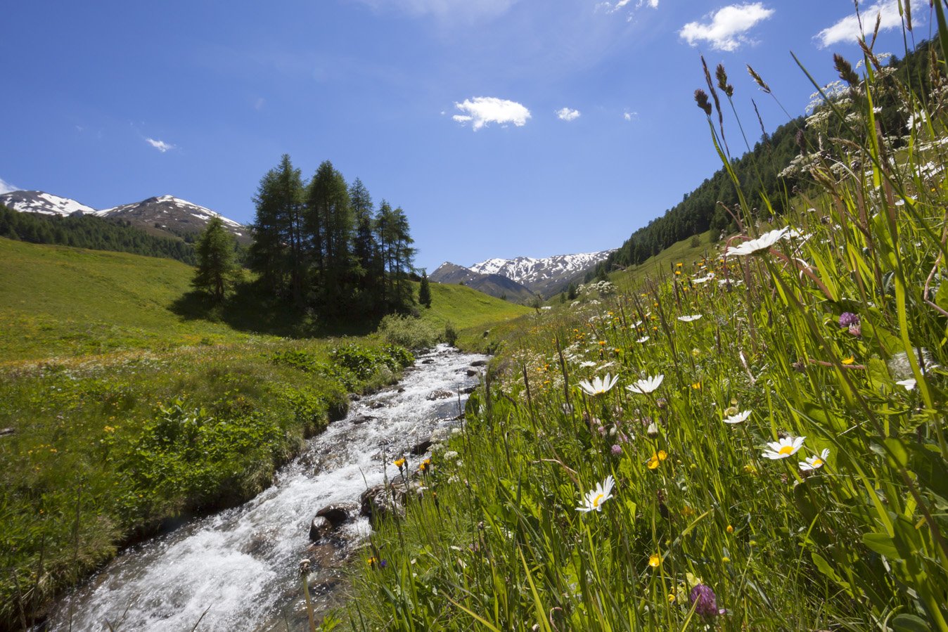 Bergwaal im Vinschgau